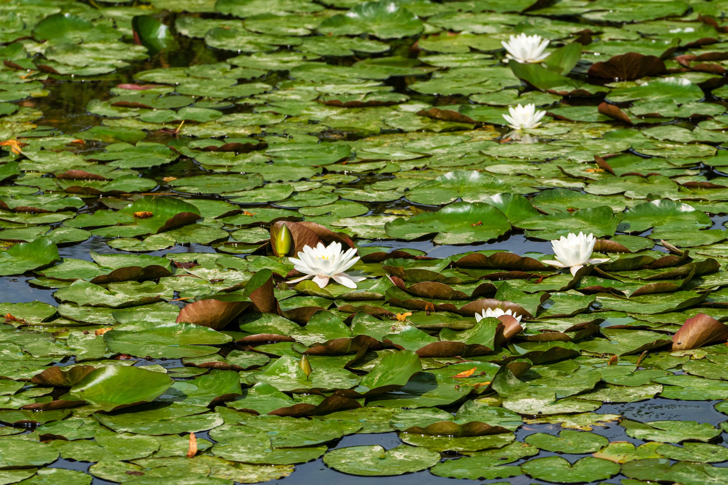 Radreise 5 Flüsse 03503