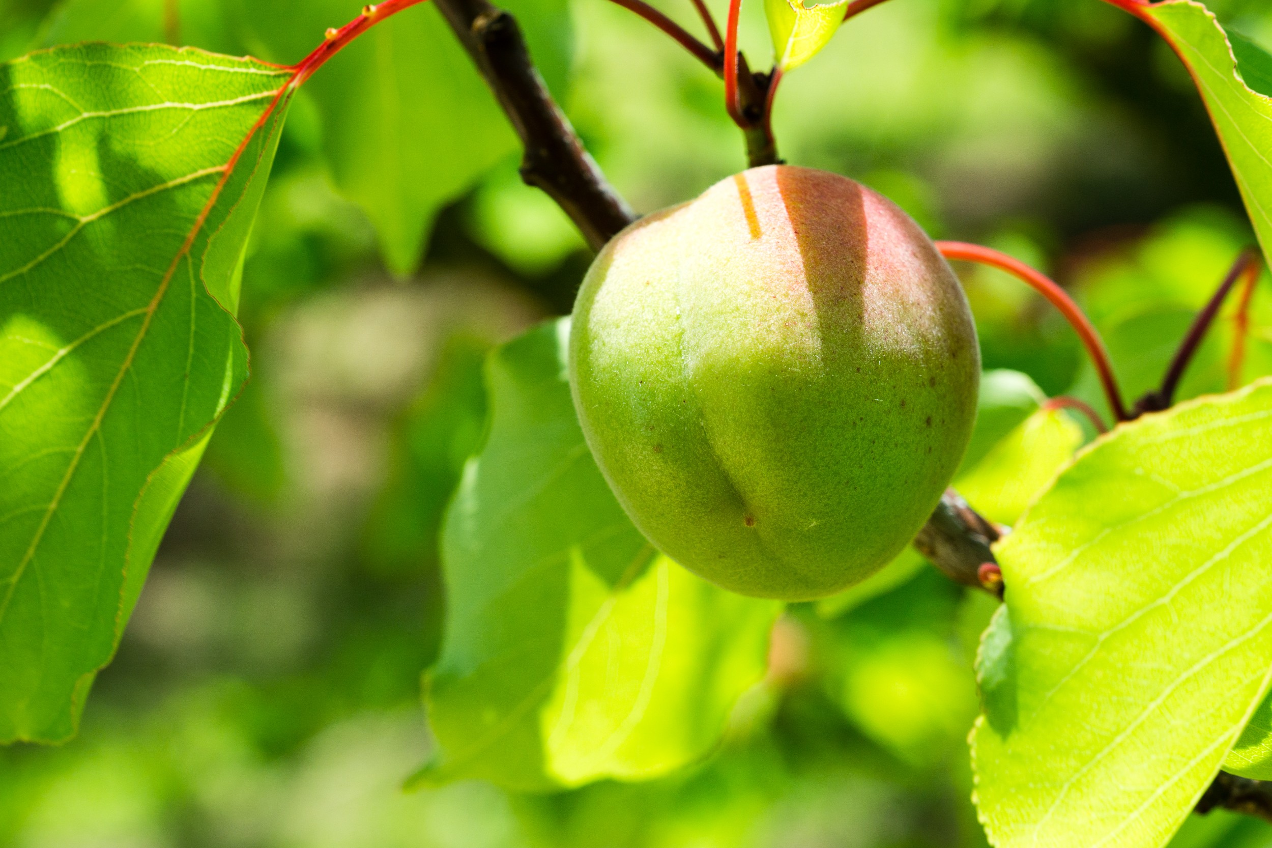 Radreise2017 Buch 08928