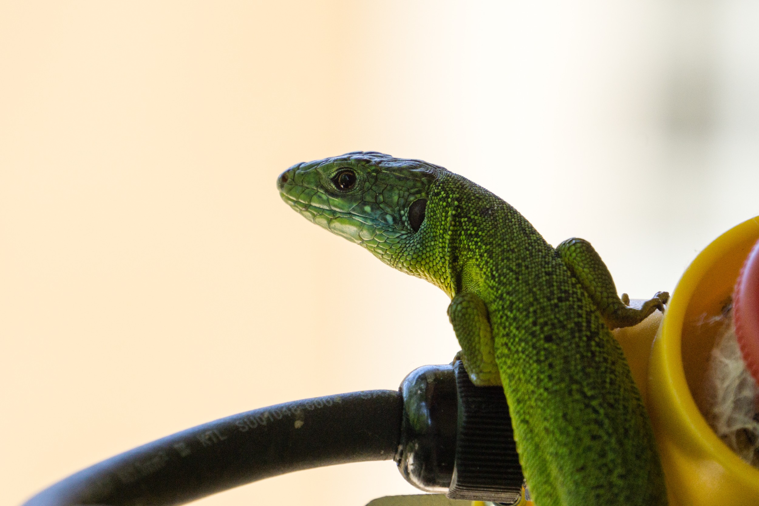 Radreise2017 Buch 09058